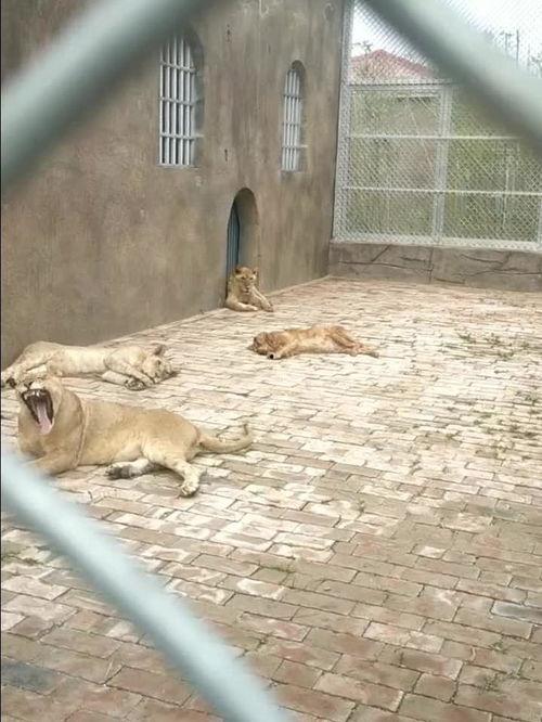 动物园看守,揭秘看守的日常与挑战